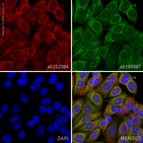 Immunocytochemistry/ Immunofluorescence - Alexa Fluor® 647 Anti-Cytochrome P450 Reductase antibody [EPR14479(B)] (AB252084)