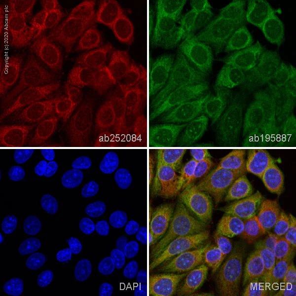 Immunocytochemistry/ Immunofluorescence - Alexa Fluor® 647 Anti-Cytochrome P450 Reductase antibody [EPR14479(B)] (AB252084)