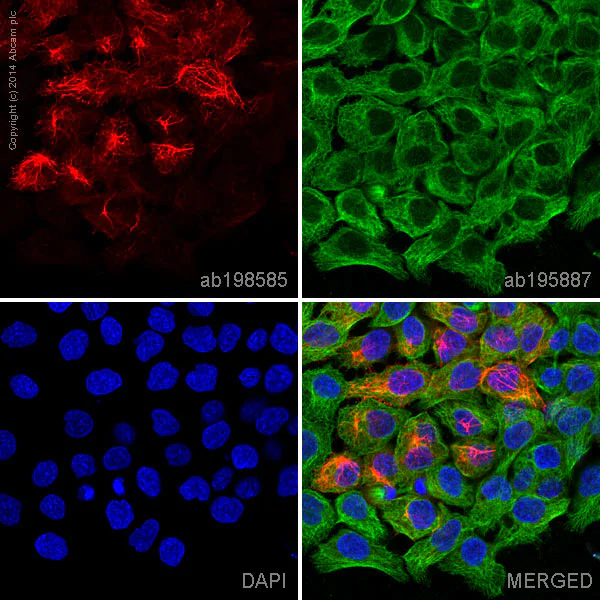 Immunocytochemistry/ Immunofluorescence - Alexa Fluor® 647 Anti-Cytokeratin 13 antibody [EPR3671] (AB198585)