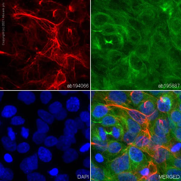 Immunocytochemistry/ Immunofluorescence - Alexa Fluor® 647 Anti-Cytokeratin 15 antibody [EPR1614Y] (AB194066)
