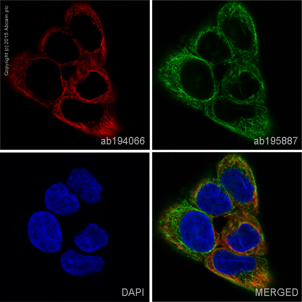 Immunocytochemistry/ Immunofluorescence - Alexa Fluor® 647 Anti-Cytokeratin 15 antibody [EPR1614Y] (AB194066)