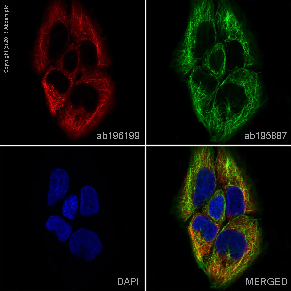 Immunocytochemistry/ Immunofluorescence - Alexa Fluor® 647 Anti-Cytokeratin 17 antibody [EP1623] - Cytoskeleton Marker (AB196199)