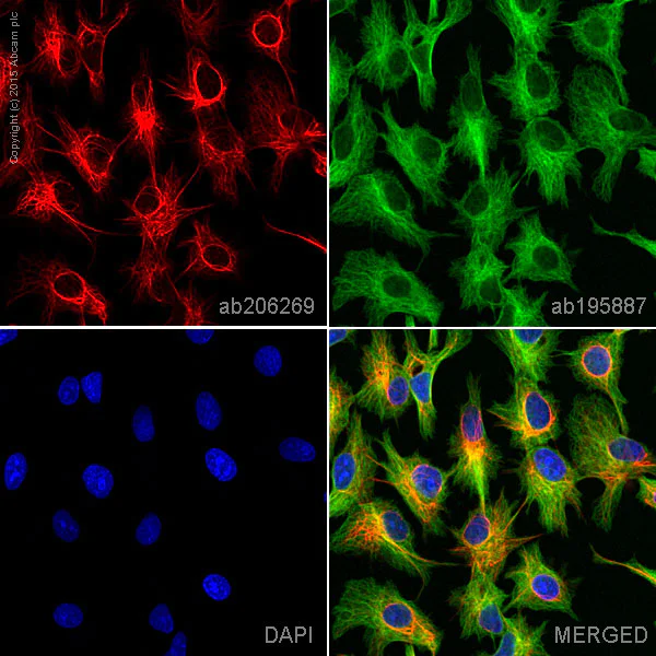 Immunocytochemistry/ Immunofluorescence - Alexa Fluor® 647 Anti-Cytokeratin 18 antibody [EPR1626] (AB206269)