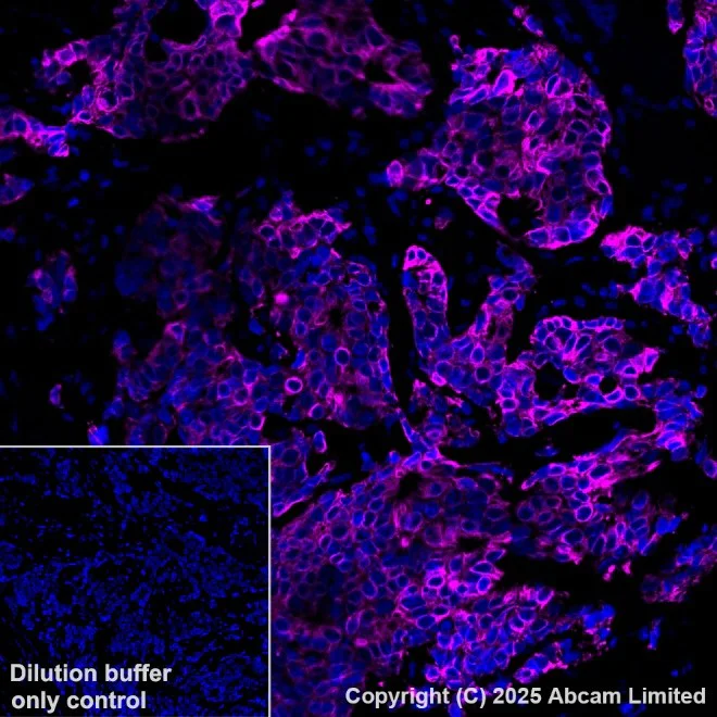 Alexa Fluor® 647 conjugated Anti-Cytokeratin 19 antibody [EP1580Y