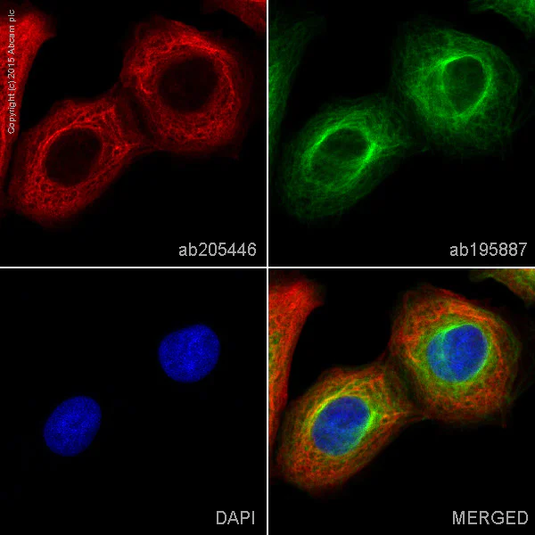 Immunocytochemistry/ Immunofluorescence - Alexa Fluor® 647 Anti-Cytokeratin 19 antibody [EPR1579Y] (AB205446)