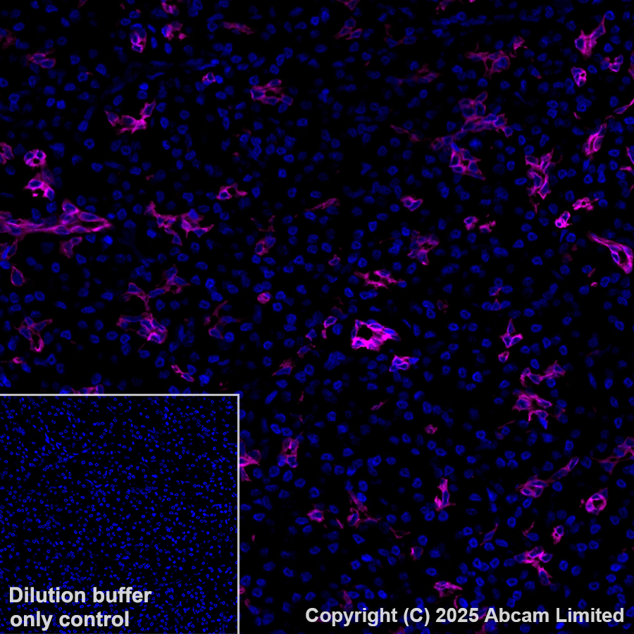 Alexa Fluor® 488 conjugated Anti-Cytokeratin 19 antibody [EP1580Y