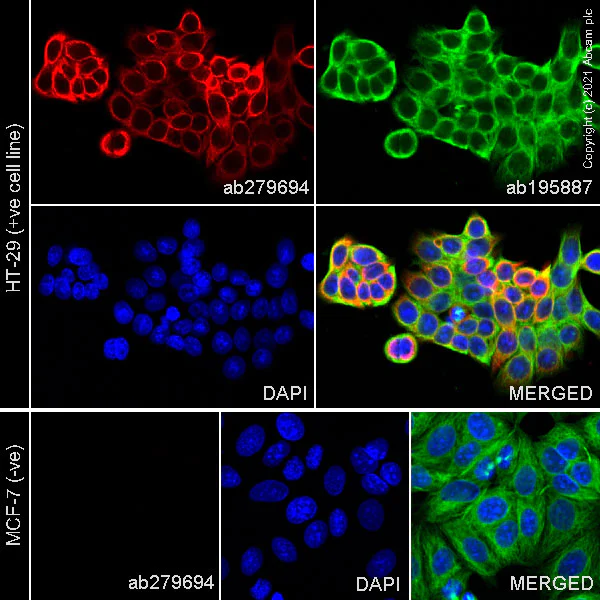 Immunocytochemistry/ Immunofluorescence - Alexa Fluor® 647 Anti-Cytokeratin 20 antibody [EPR1622Y] (AB279694)