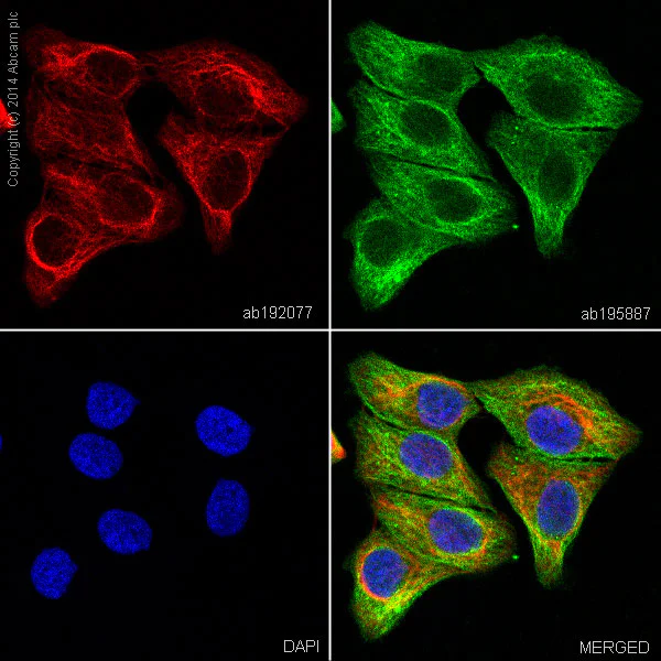 Immunocytochemistry/ Immunofluorescence - Alexa Fluor® 647 Anti-Cytokeratin 7 antibody [EPR1619Y] - Cytoskeleton Marker (AB192077)