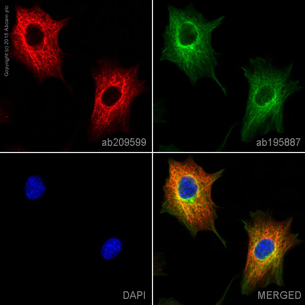 Immunocytochemistry/ Immunofluorescence - Alexa Fluor® 647 Anti-Cytokeratin 7 antibody [EPR17078] (AB209599)