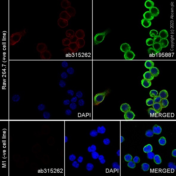 Immunocytochemistry/ Immunofluorescence - Alexa Fluor® 647 Anti-DAP12 antibody [EPR24244-76] (AB315262), expandable thumbnail