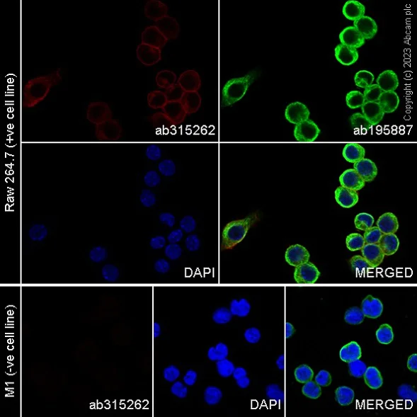 Immunocytochemistry/ Immunofluorescence - Alexa Fluor® 647 Anti-DAP12 antibody [EPR24244-76] (AB315262)
