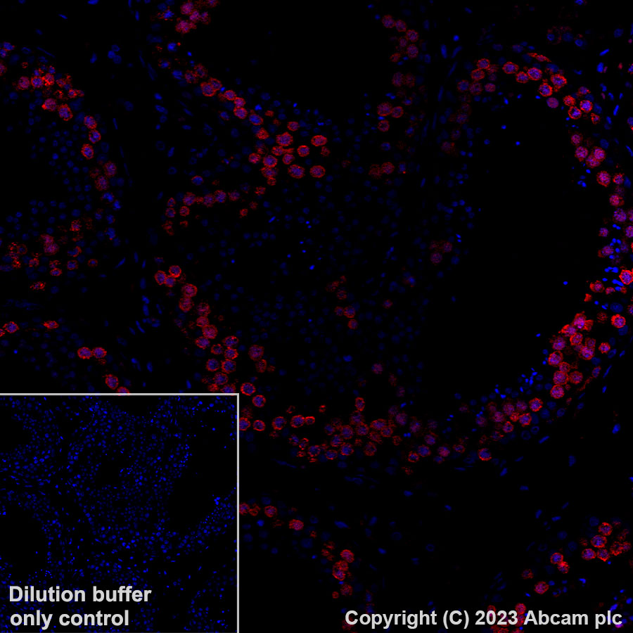 Immunohistochemistry (Formalin/PFA-fixed paraffin-embedded sections) - Alexa Fluor® 647 Anti-DAZL antibody [EPR21028] (AB316874), expandable thumbnail