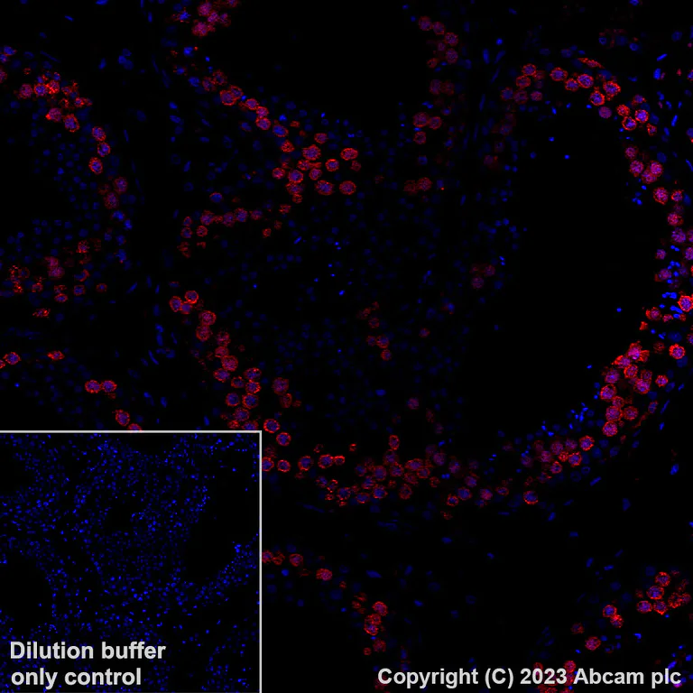Immunohistochemistry (Formalin/PFA-fixed paraffin-embedded sections) - Alexa Fluor® 647 Anti-DAZL antibody [EPR21028] (AB316874)