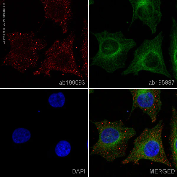Immunocytochemistry/ Immunofluorescence - Alexa Fluor® 647 Anti-Dcp1a antibody [EPR13822] (AB209946)