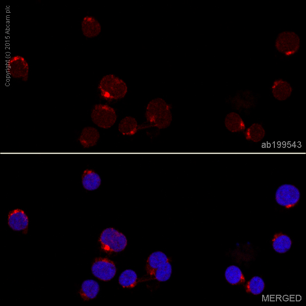 Immunocytochemistry/ Immunofluorescence - Alexa Fluor® 647 Anti-DcR1 antibody [EPR6162] (AB199543)