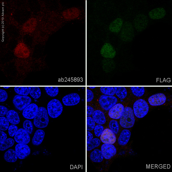 Immunocytochemistry/ Immunofluorescence - Alexa Fluor® 647 Anti-DDDDK tag (Binds to FLAG® tag sequence) antibody [EPR20018-251] (AB245893), expandable thumbnail
