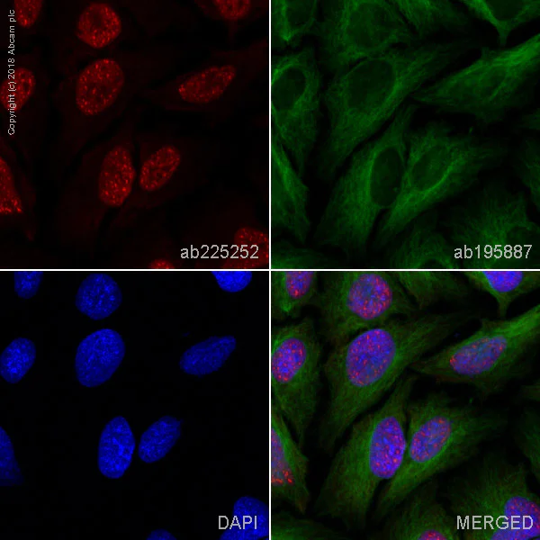 Immunocytochemistry/ Immunofluorescence - Alexa Fluor® 647 Anti-DDX39 antibody [EPR13507(B)] (AB225252)