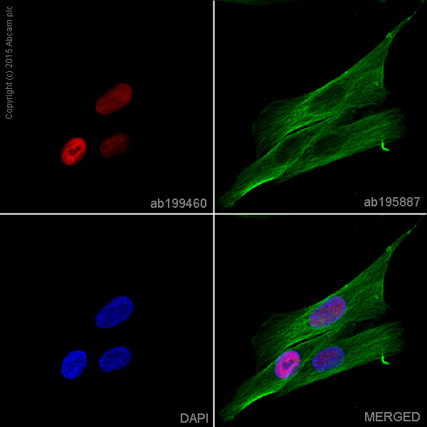 Immunocytochemistry/ Immunofluorescence - Alexa Fluor® 647 Anti-DDX5 antibody [EPR7239] (AB199460), expandable thumbnail