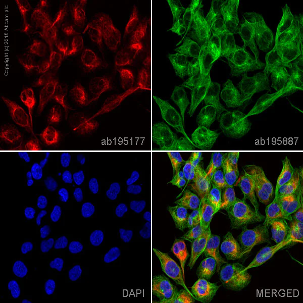 Immunocytochemistry/ Immunofluorescence - Alexa Fluor® 647 Anti-Desmin antibody [Y66] - Cytoskeleton Marker (AB195177)