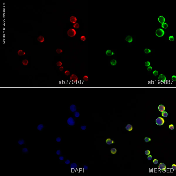 Immunocytochemistry/ Immunofluorescence - Alexa Fluor® 647 Anti-DGKZ/DGK-zeta antibody [EPR22040-80] (AB270107)
