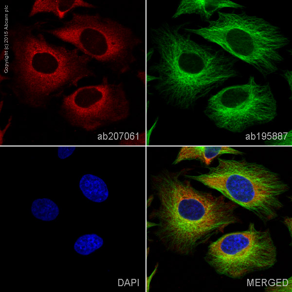 Immunocytochemistry/ Immunofluorescence - Alexa Fluor® 647 Anti-DIAPH1 antibody [EPR7948] (AB207061)