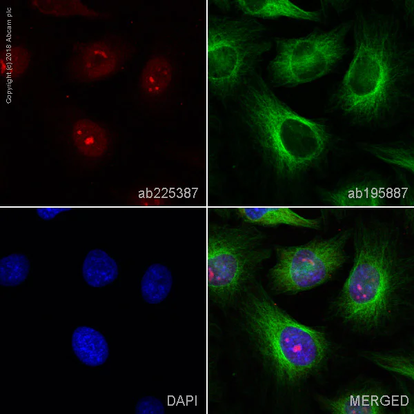 Immunocytochemistry/ Immunofluorescence - Alexa Fluor® 647 Anti-DNA Ligase IV/LIG4 antibody [EPR16531] (AB225387)