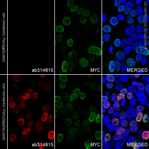 Immunocytochemistry/ Immunofluorescence - Alexa Fluor® 647 Anti-Dnmt3a (mutated R882H) antibody [EPR27389-11] (AB314815)