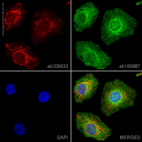 Immunocytochemistry/ Immunofluorescence - Alexa Fluor® 647 Anti-DPD antibody [EPR8811] (AB209933)