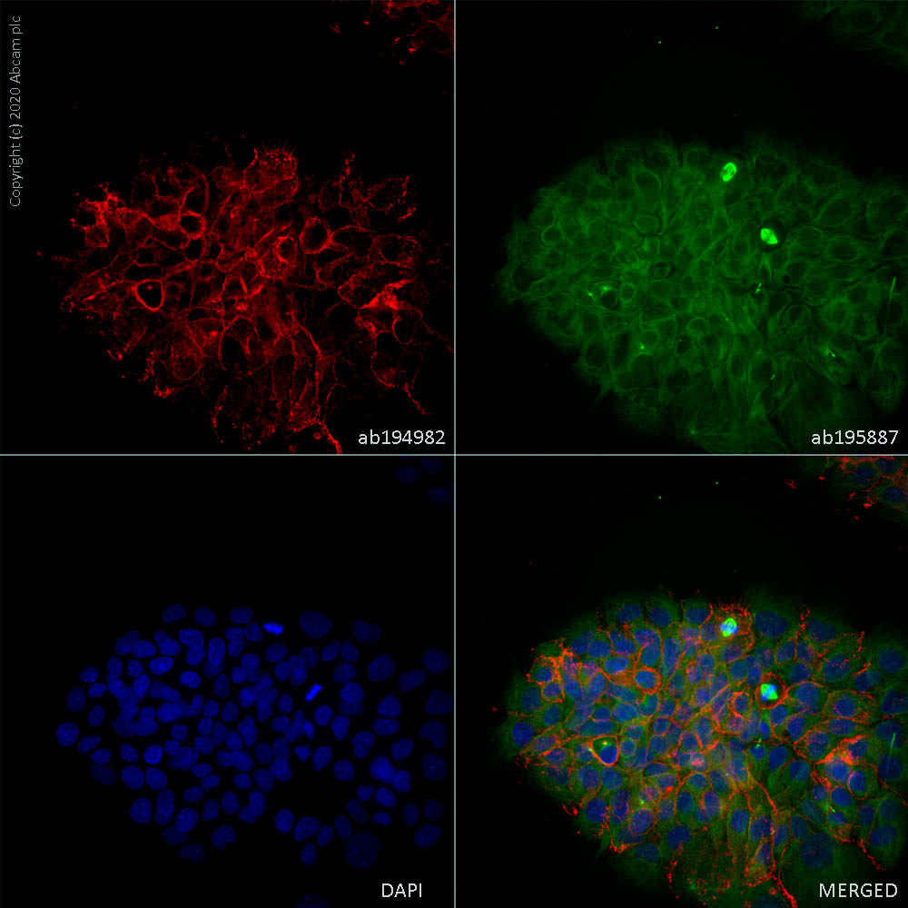 Immunocytochemistry/ Immunofluorescence - Alexa Fluor® 647 Anti-E Cadherin antibody [EP700Y] - Intercellular Junction Marker (AB194982), expandable thumbnail