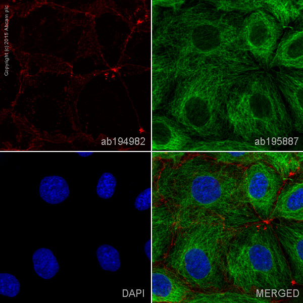 Immunocytochemistry/ Immunofluorescence - Alexa Fluor® 647 Anti-E Cadherin antibody [EP700Y] - Intercellular Junction Marker (AB194982), expandable thumbnail