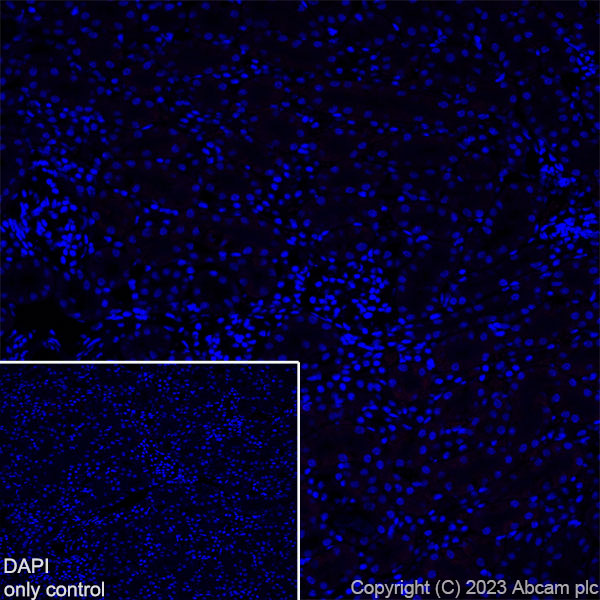 Immunohistochemistry (Frozen sections) - Alexa Fluor® 647 Anti-EAAT2 antibody [EPR19798] (AB313822), expandable thumbnail