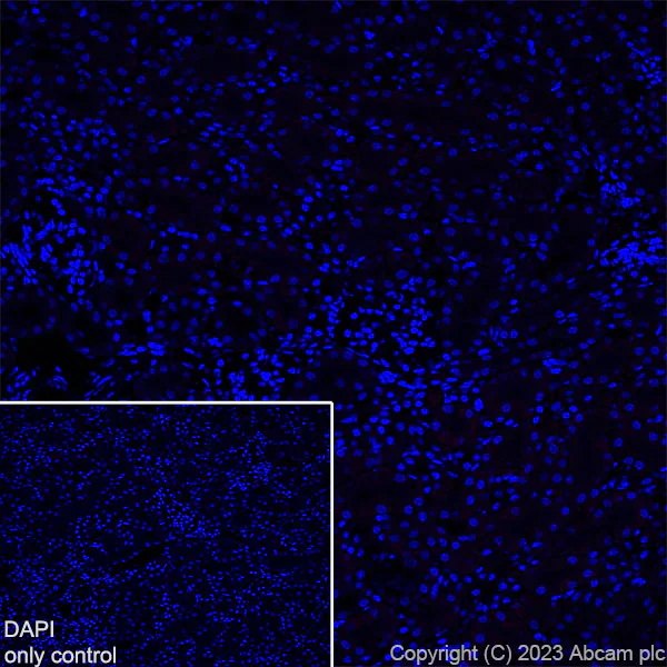 Immunohistochemistry (Frozen sections) - Alexa Fluor® 647 Anti-EAAT2 antibody [EPR19798] (AB313822)