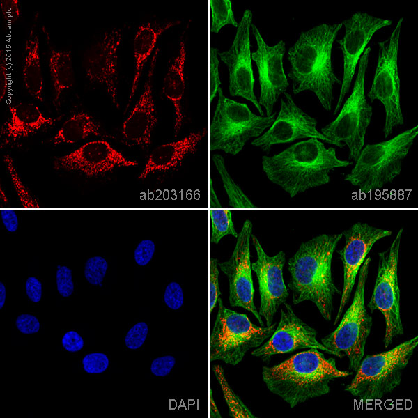 Immunocytochemistry/ Immunofluorescence - Alexa Fluor® 647 Anti-EDIL3/DEL1 antibody [EPR12451] (AB203166), expandable thumbnail