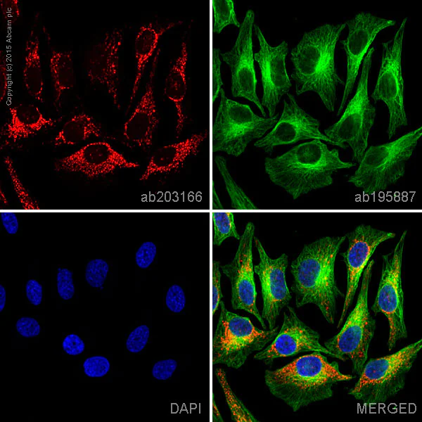Immunocytochemistry/ Immunofluorescence - Alexa Fluor® 647 Anti-EDIL3/DEL1 antibody [EPR12451] (AB203166)