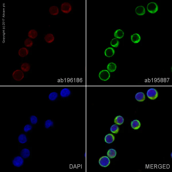 Immunocytochemistry/ Immunofluorescence - Alexa Fluor® 647 Anti-EEA1 antibody [EPR4245] - Early Endosome Marker (AB196186)
