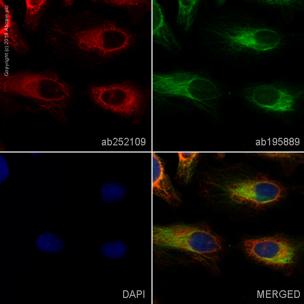 Immunocytochemistry/ Immunofluorescence - Alexa Fluor® 647 Anti-EEF2/Elongation factor 2 antibody [EP880Y] (AB252109)