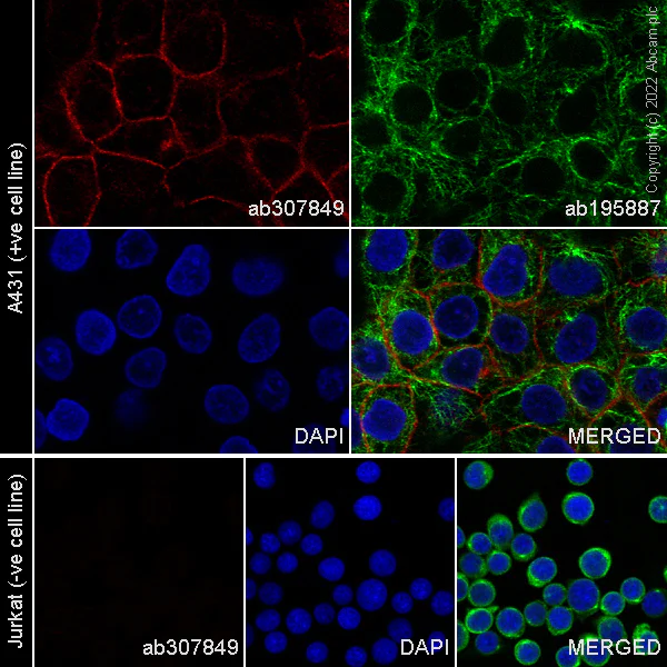 Immunocytochemistry/ Immunofluorescence - Alexa Fluor® 647 Anti-EGFR antibody [E234] (AB307849)