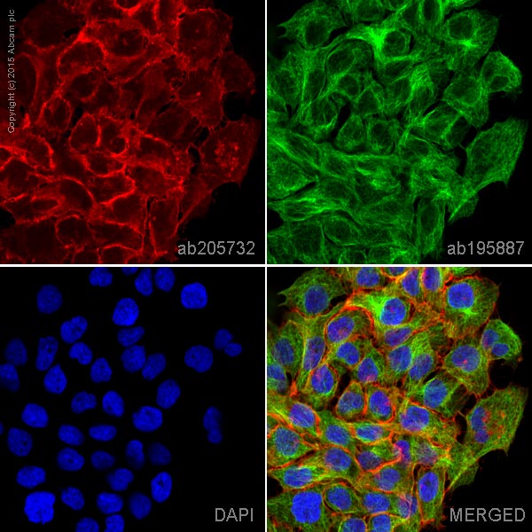 Immunocytochemistry/ Immunofluorescence - Alexa Fluor® 647 Anti-EGFR antibody [E235] (AB205732), expandable thumbnail