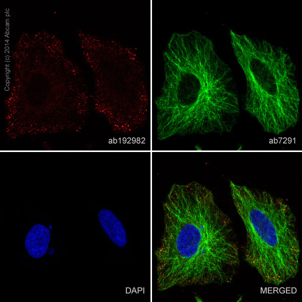Immunocytochemistry/ Immunofluorescence - Alexa Fluor® 647 Anti-EGFR antibody [EP38Y] (AB192982)