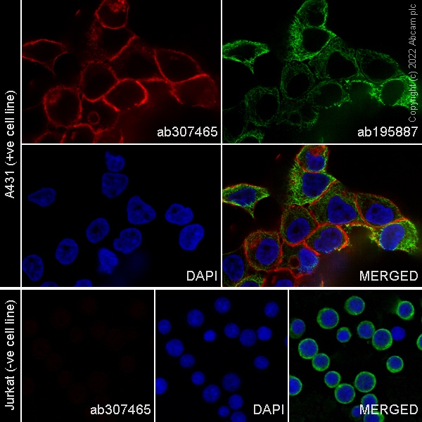 Immunocytochemistry/ Immunofluorescence - Alexa Fluor® 647 Anti-EGFR antibody [EPR39Y] (AB307465), expandable thumbnail