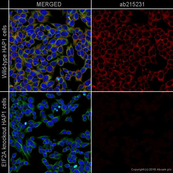 Immunocytochemistry/ Immunofluorescence - Alexa Fluor® 647 Anti-eIF2A antibody [EPR11042] (AB215231), expandable thumbnail