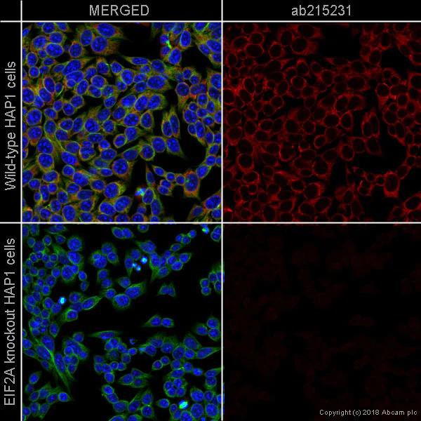 Immunocytochemistry/ Immunofluorescence - Alexa Fluor® 647 Anti-eIF2A antibody [EPR11042] (AB215231)