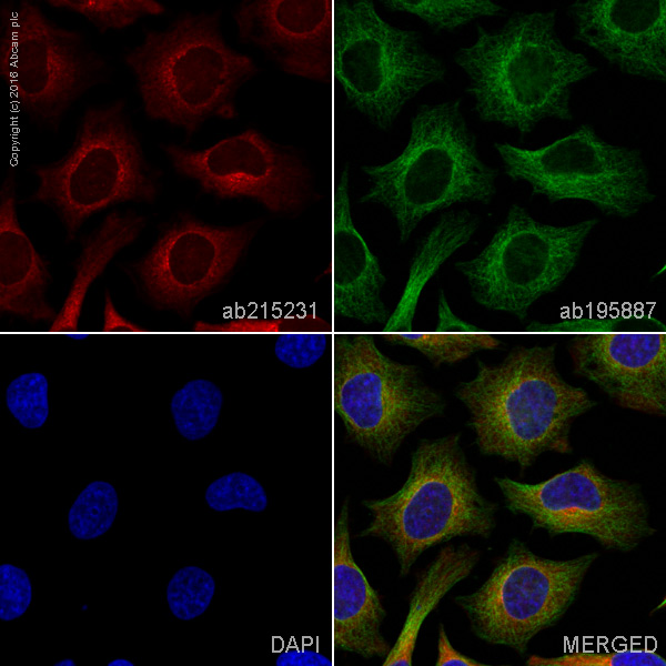 Immunocytochemistry/ Immunofluorescence - Alexa Fluor® 647 Anti-eIF2A antibody [EPR11042] (AB215231), expandable thumbnail