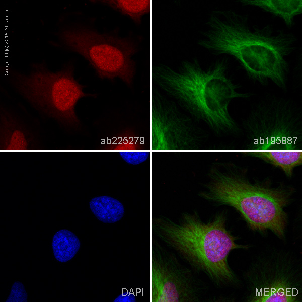Immunocytochemistry/ Immunofluorescence - Alexa Fluor® 647 Anti-eIF4A3 antibody [EPR14301(B)] (AB225279)