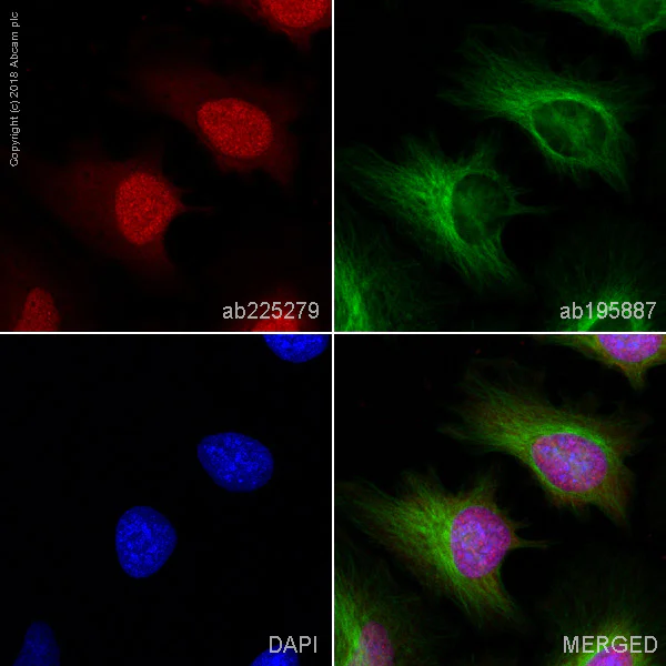 Immunocytochemistry/ Immunofluorescence - Alexa Fluor® 647 Anti-eIF4A3 antibody [EPR14301(B)] (AB225279)