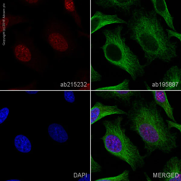 Immunocytochemistry/ Immunofluorescence - Alexa Fluor® 647 Anti-Elav-type RNA-binding protein ETR3 antibody [EPR13374-2] (AB215232)
