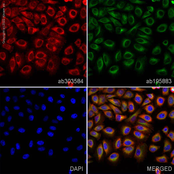 Immunocytochemistry/ Immunofluorescence - Alexa Fluor® 647 Anti-ENO1 antibody [EPR19758] (AB303584)