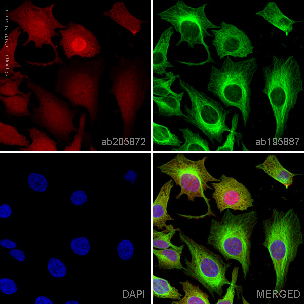 Immunocytochemistry/ Immunofluorescence - Alexa Fluor® 647 Anti-ENO1 + ENO2 + ENO3 antibody [EPR10863(B)] (AB205872), expandable thumbnail