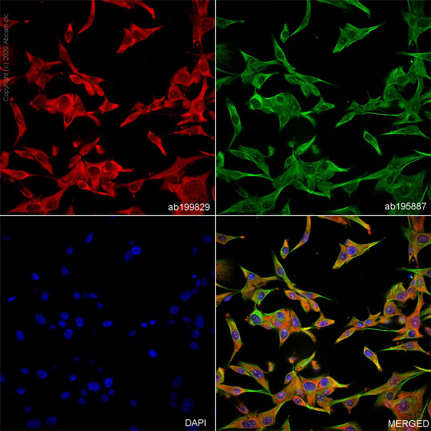 Immunocytochemistry/ Immunofluorescence - Alexa Fluor® 647 Anti-ENO1 + ENO2 + ENO3 antibody [EPR3377] - Neuronal Marker (AB199829), expandable thumbnail