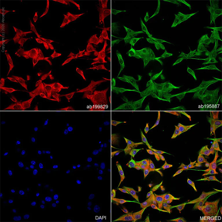Immunocytochemistry/ Immunofluorescence - Alexa Fluor® 647 Anti-ENO1 + ENO2 + ENO3 antibody [EPR3377] - Neuronal Marker (AB199829)